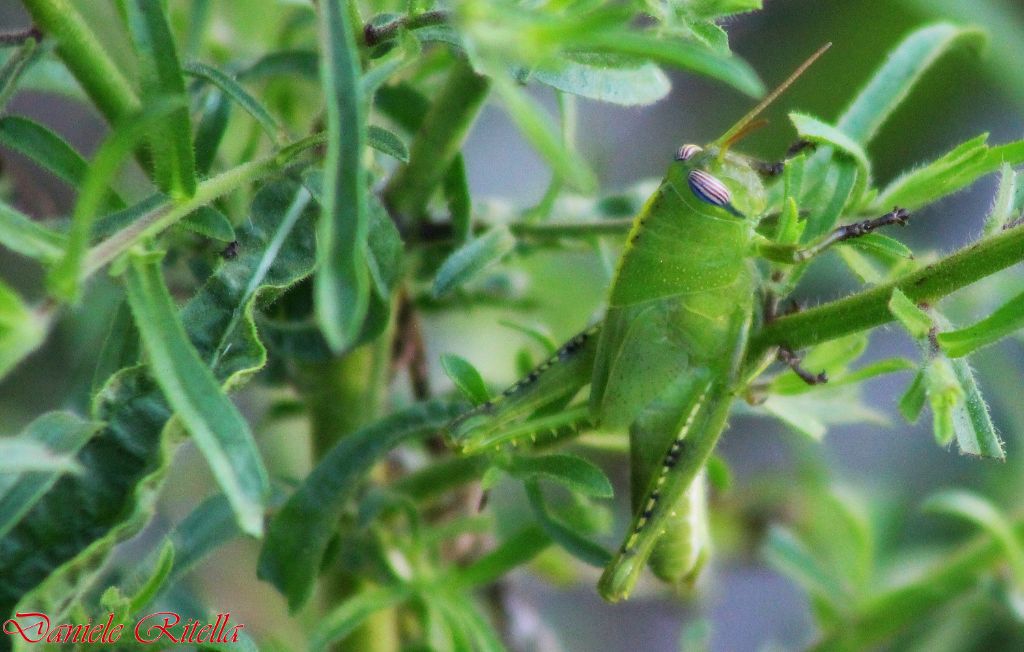 Ninfa di Anacridium aegyptium